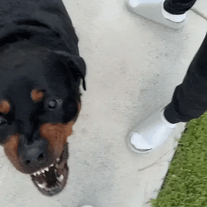 BarkGuard™ Control Canino